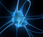 Neuron152x130